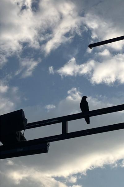 一直覺得很吵，原來是烏鴉在叫